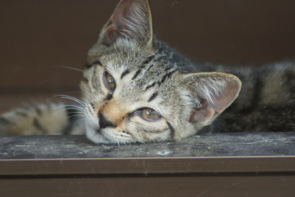 キジトラ子猫