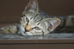 キジトラ子猫