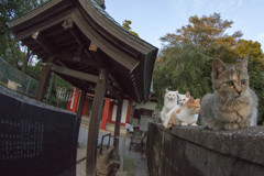 ニャンニャントレイン
