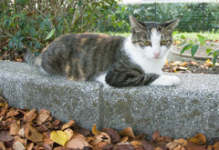 虚ろな猫