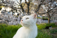 お花見４
