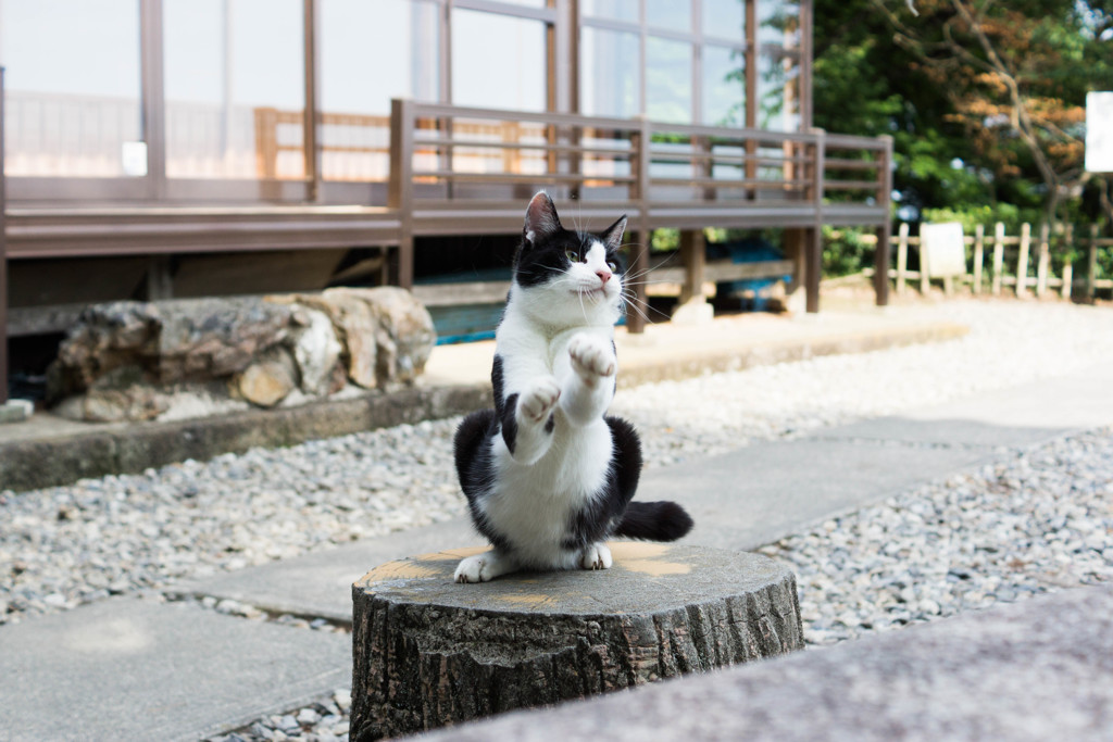 猫4