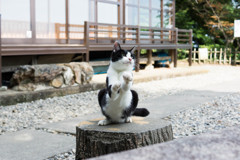 猫4