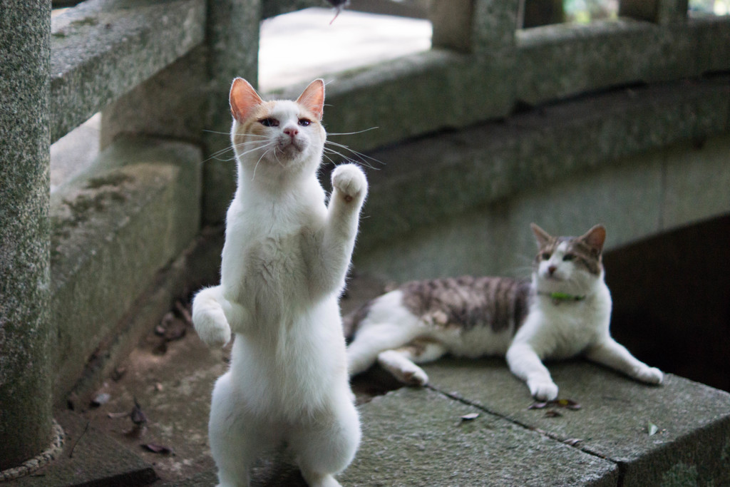 猫7