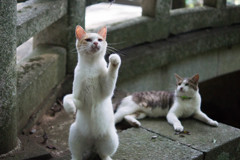 猫7