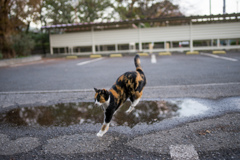 水溜まりを飛び越えるニャン