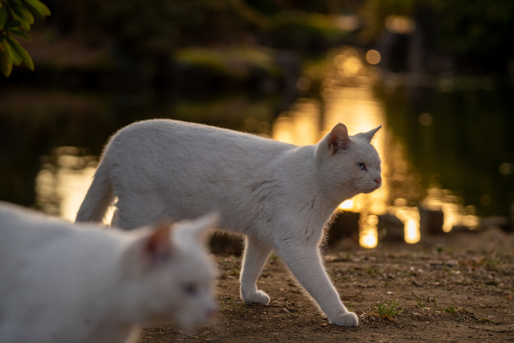 夕食にゃんにゃん