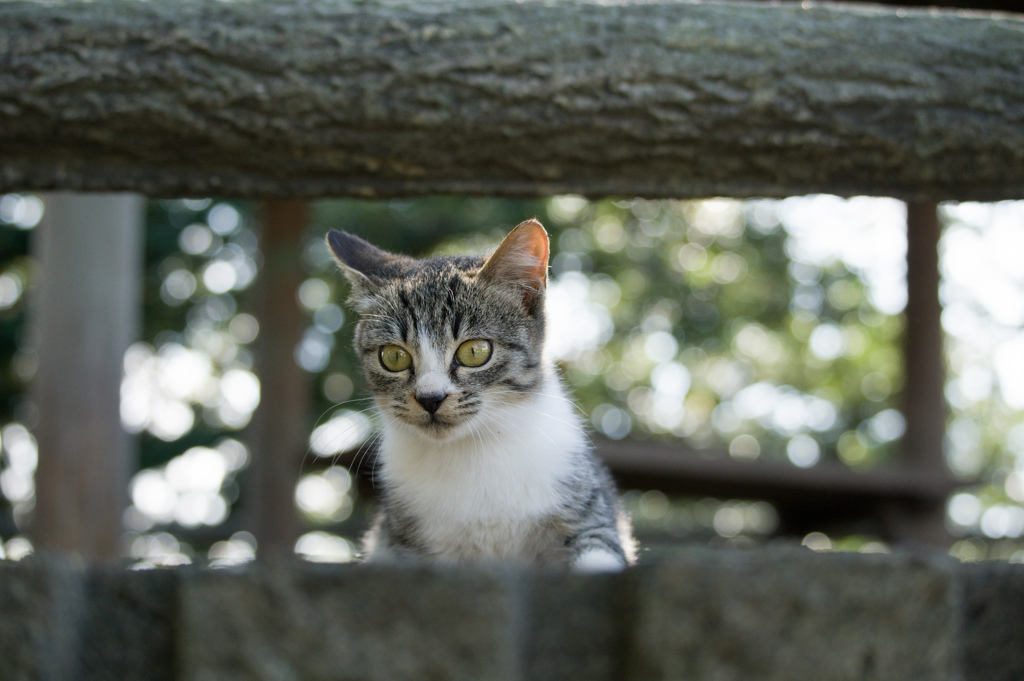 目がてん