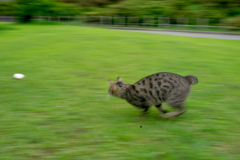 追跡