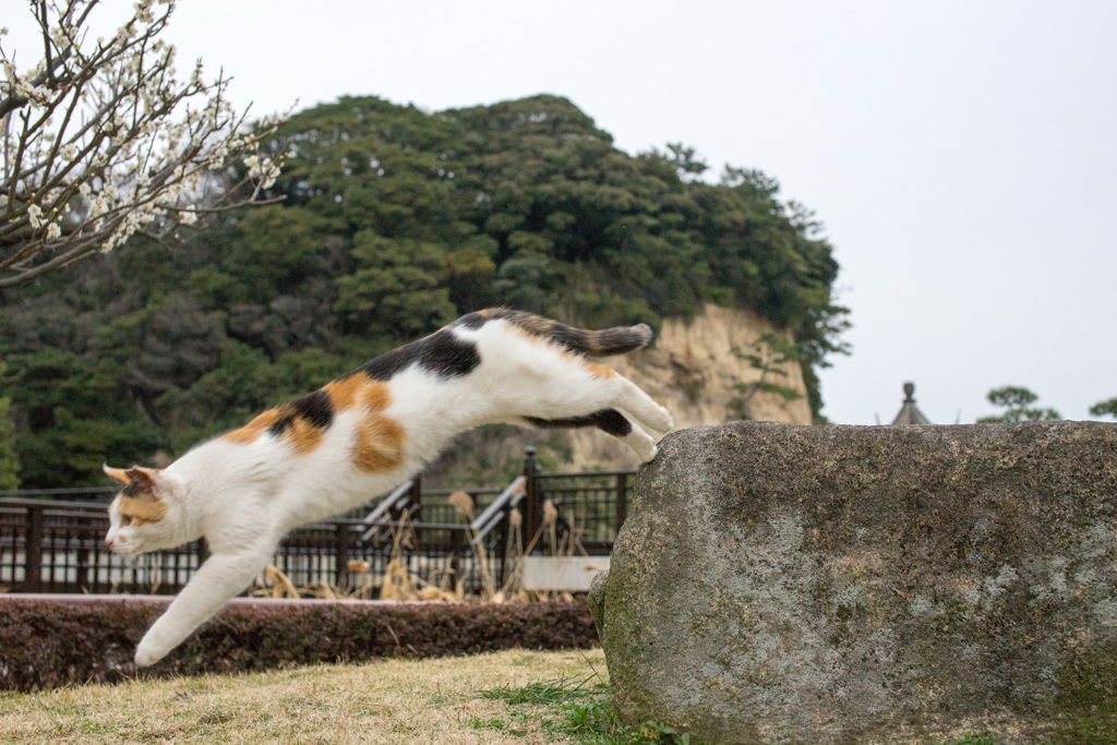 三毛猫の春２