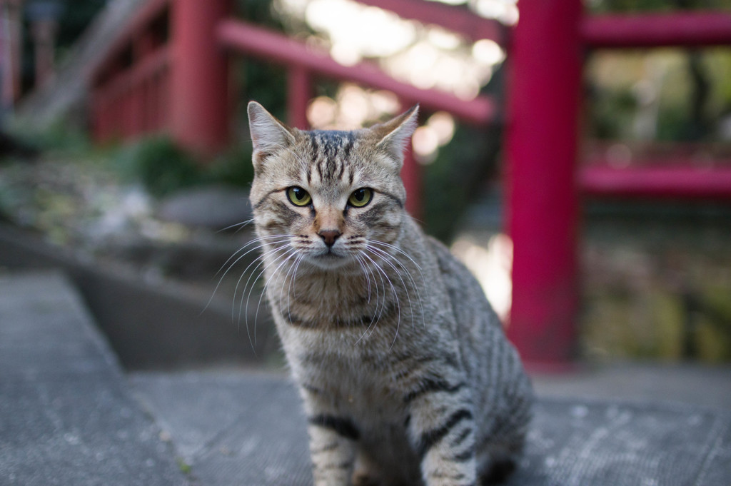 キジトラ１