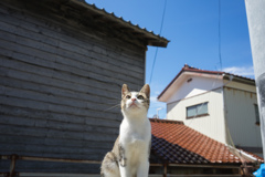 島の猫９