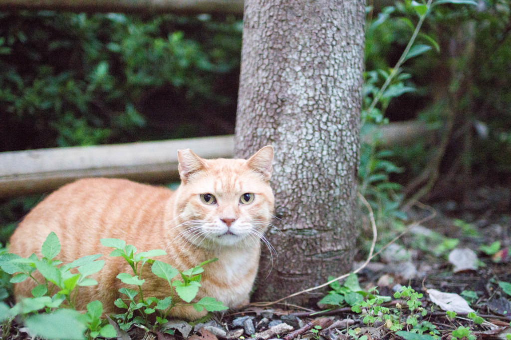 トラちゃん