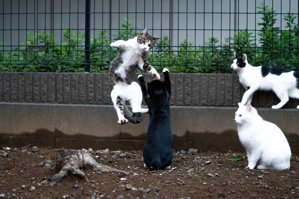 バシバシ！