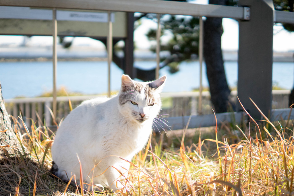 京浜島の猫