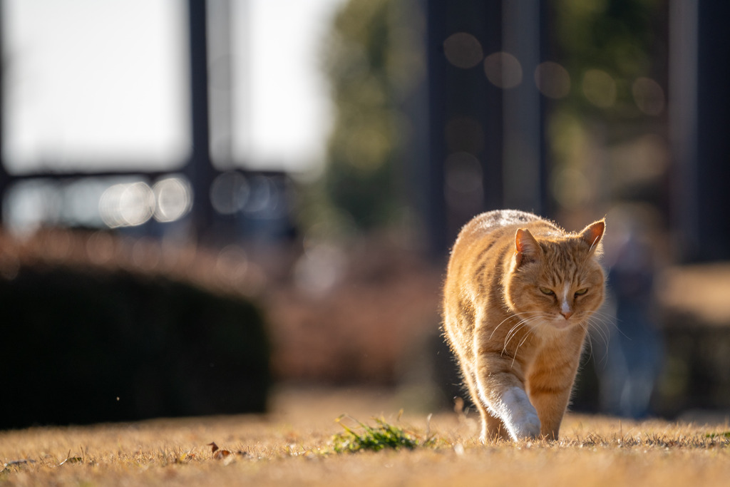 コワモテ