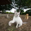 庭園の猫達