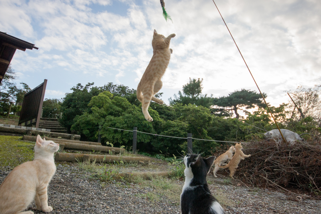 飛びつくニャン母猫操る竿の先