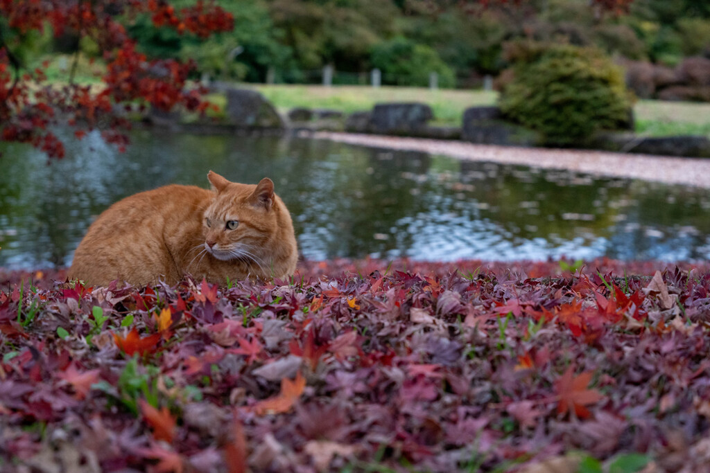 ぼっちキャンプ