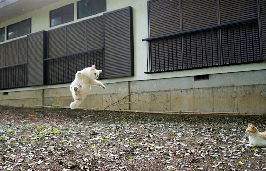 シロちゃん飛行中