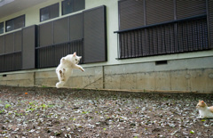 シロちゃん飛行中