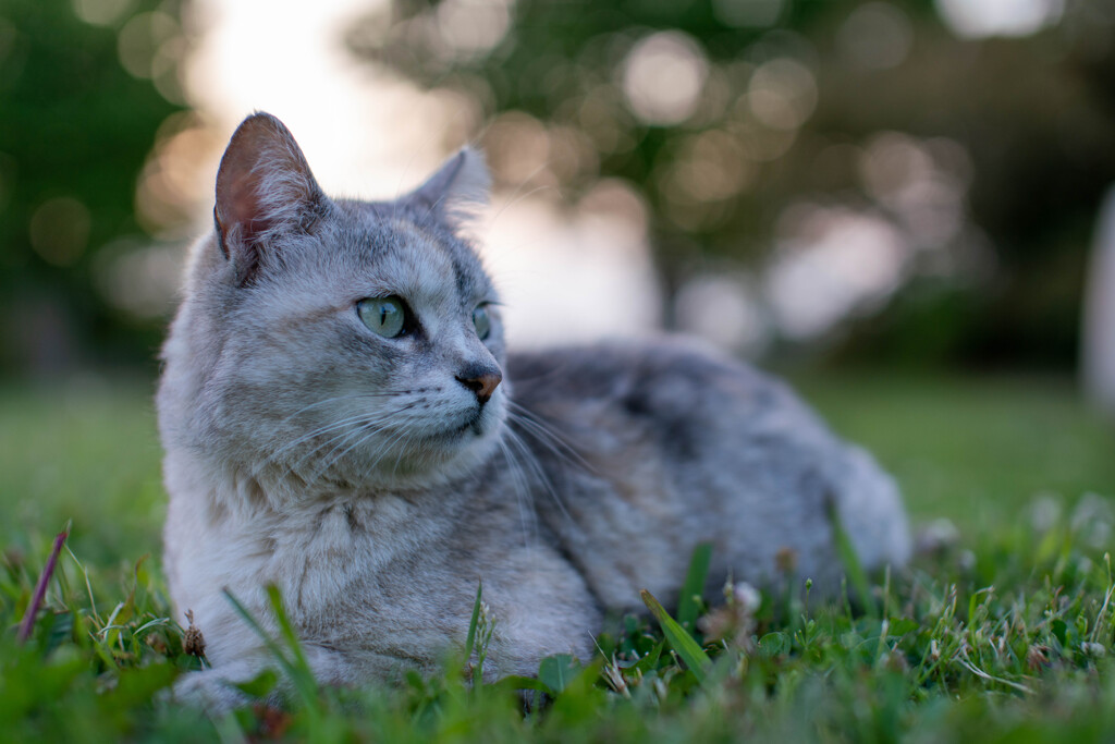 猫のミドリ