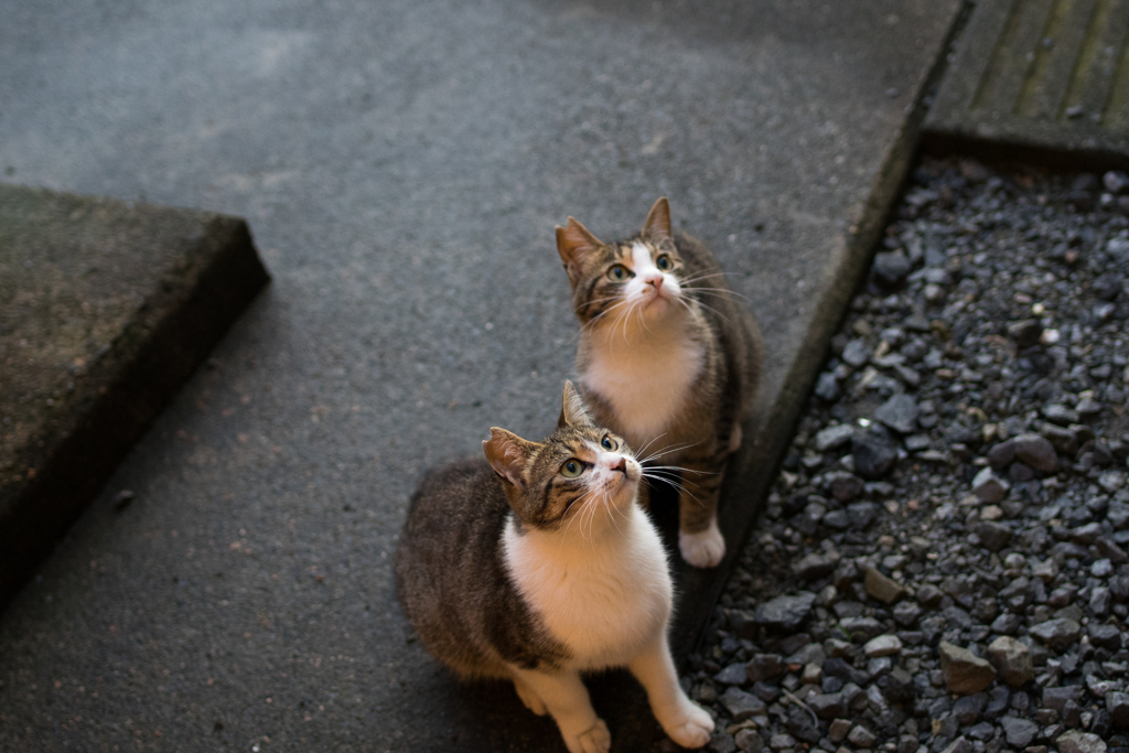クレクレ猫