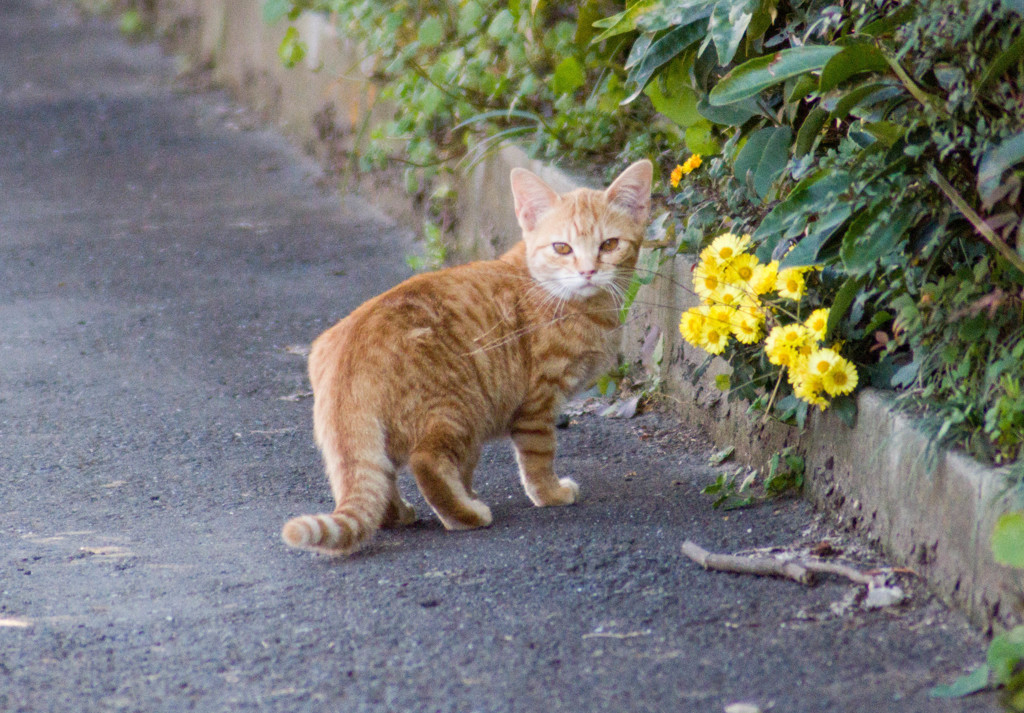 路地裏の猫