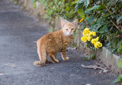 路地裏の猫