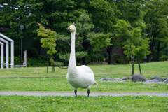 人が少ないので公園で散歩中