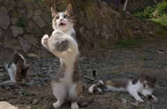 島の猫１１