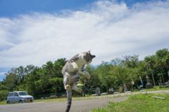 島の猫３ー２