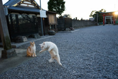 エースストライカー