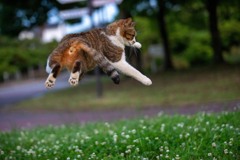 跳ねる親方