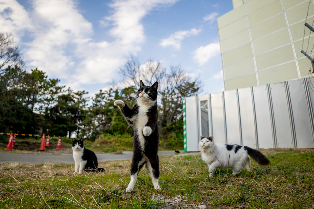 ここは工事中なのニャ