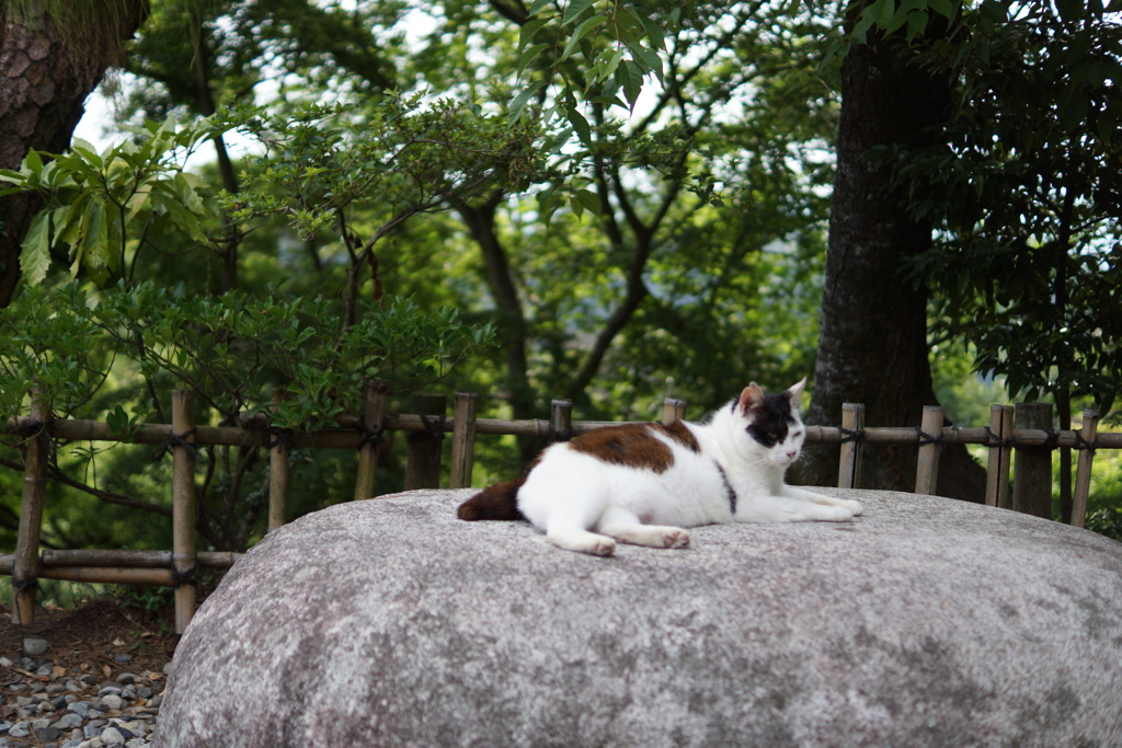 石の上にも三年