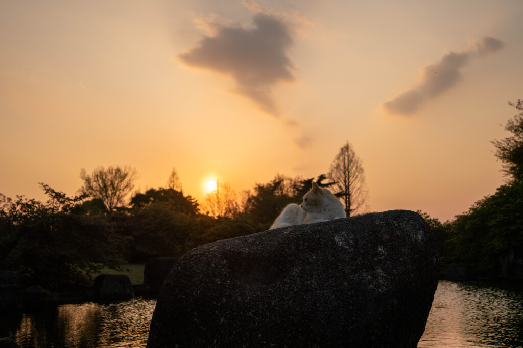 水面に溶ける夕日