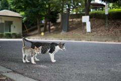 尻尾つないでお散歩