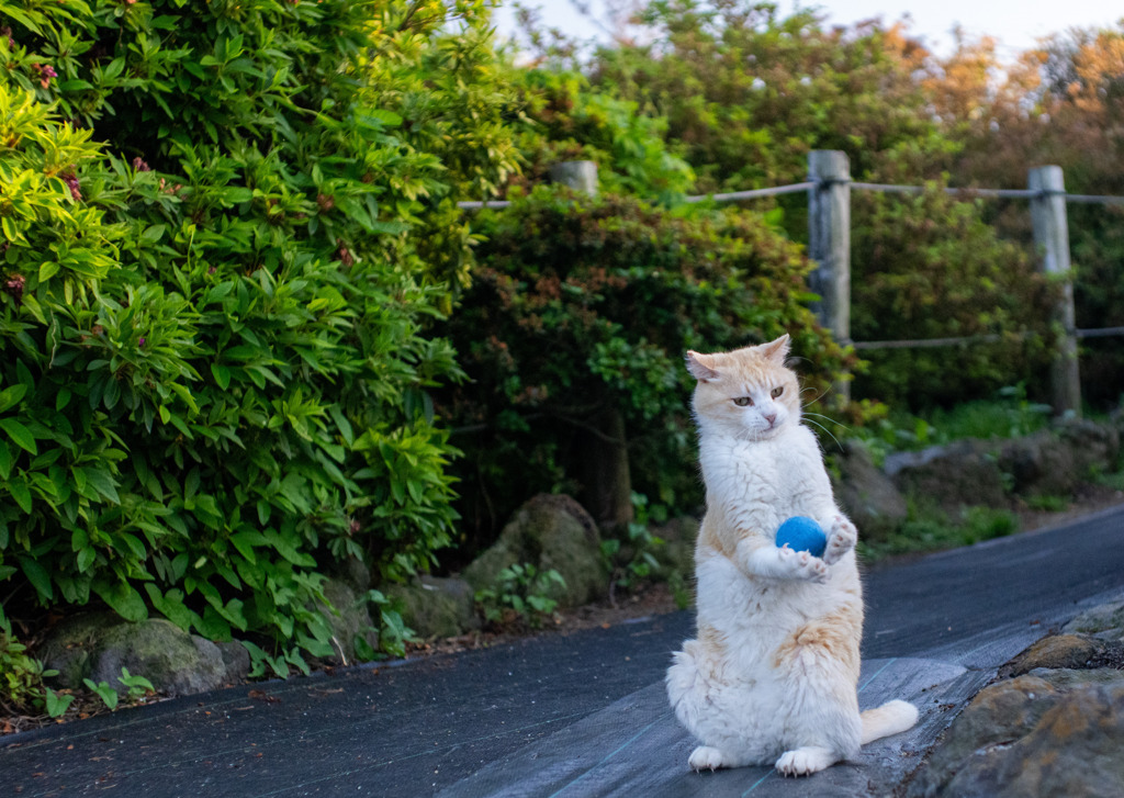 キャッチ！