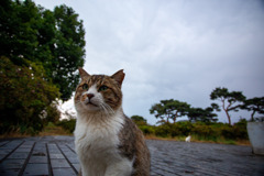 雄猫なのに左耳