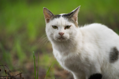 猫の目吊り目