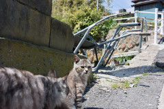 田代島２