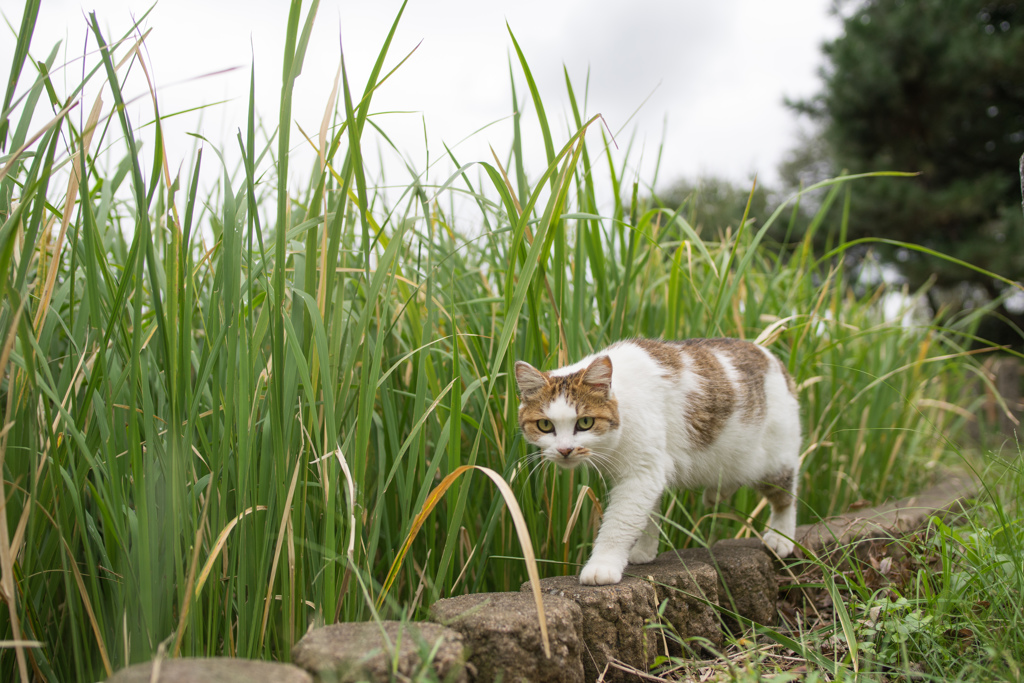 にゃん散歩