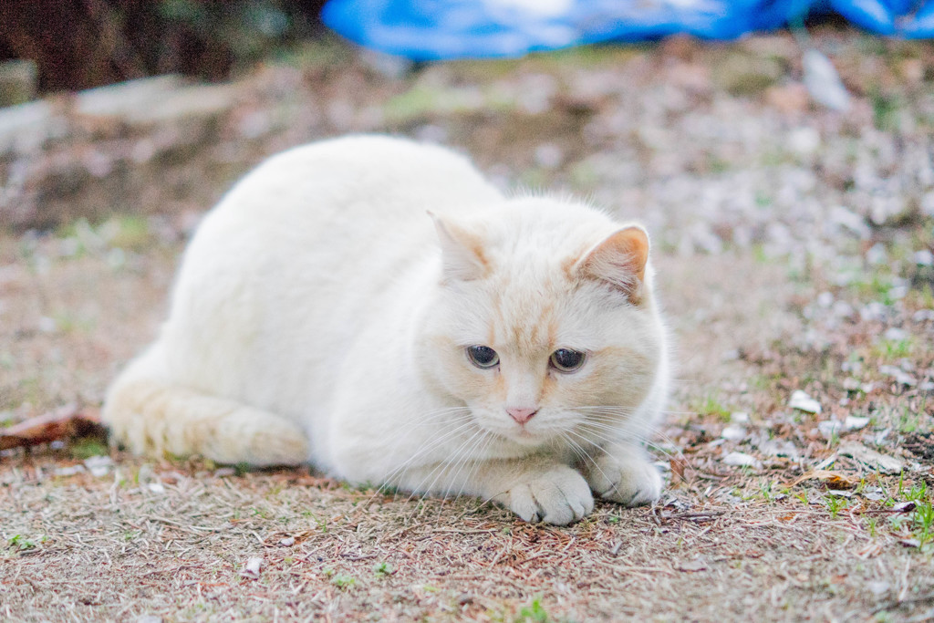 シロ