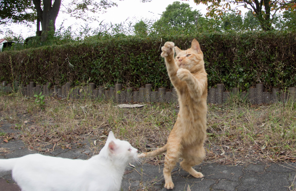 歌います♪