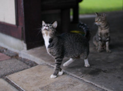降ってきそうだ