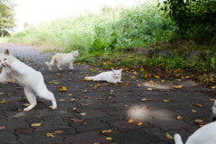白猫まつり