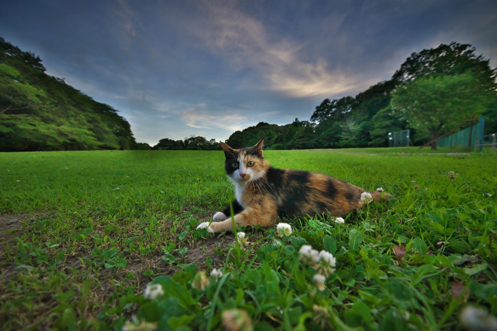 芝生で休む三毛