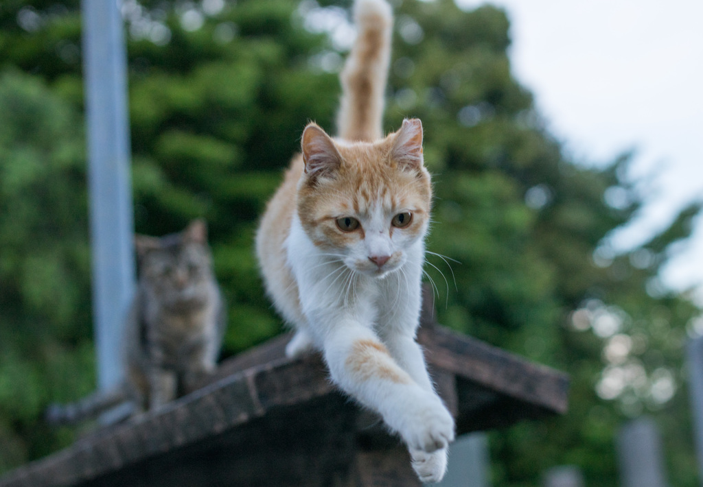 目の前の旨そうな物