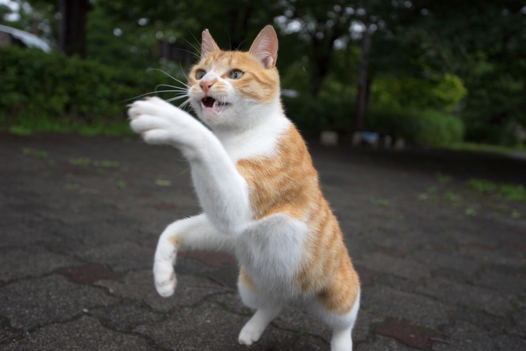 チョットお前さん！